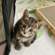 【正式譲渡決定】⭐︎ヤンチャな甘えん坊ソラ君⭐︎