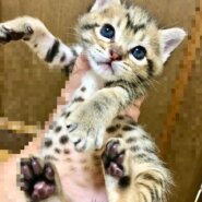 約2ヶ月　キジ猫　女の子　Vちゃん　☆Mちゃんと姉妹一緒の譲渡希望☆