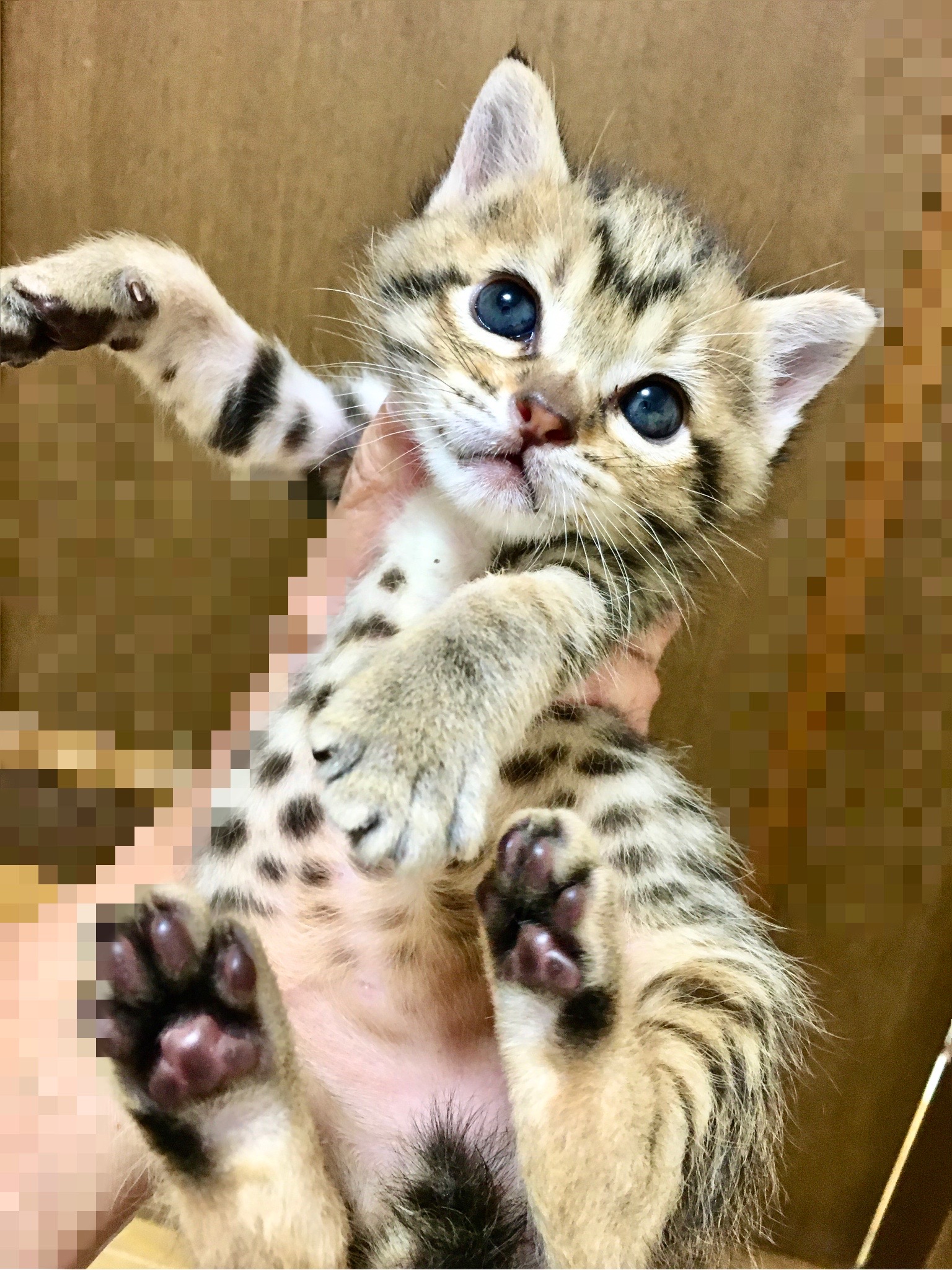 約2ヶ月　キジ猫　女の子　Vちゃん　☆Mちゃんと姉妹一緒の譲渡希望☆