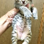 約2ヶ月　キジ猫　女の子　Mちゃん　☆Vちゃんと姉妹一緒の譲渡希望☆