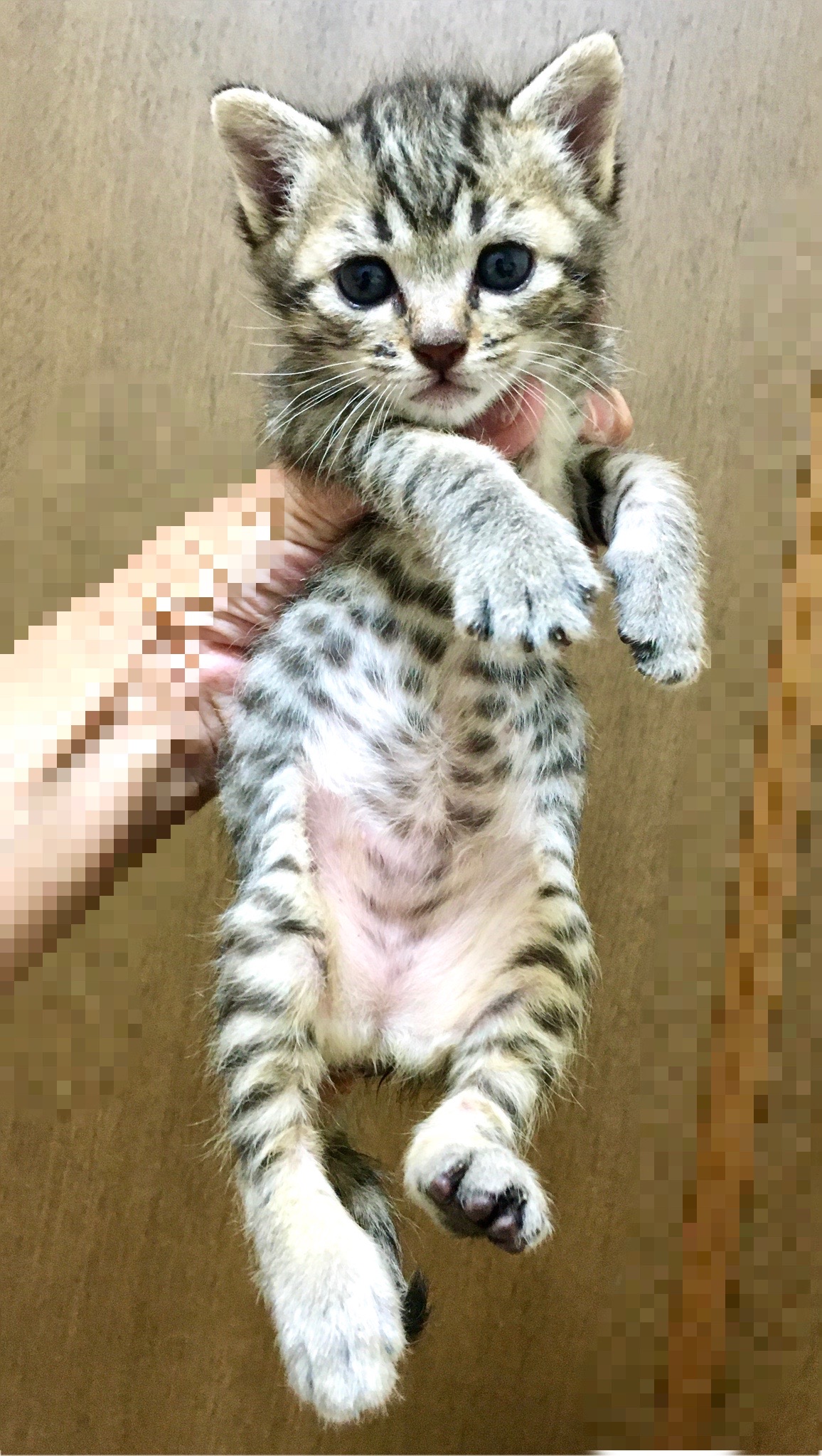 約2ヶ月　キジ猫　女の子　Mちゃん　☆Vちゃんと姉妹一緒の譲渡希望☆