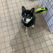 5歳柴犬(女の子)(30万支援金用意あり)