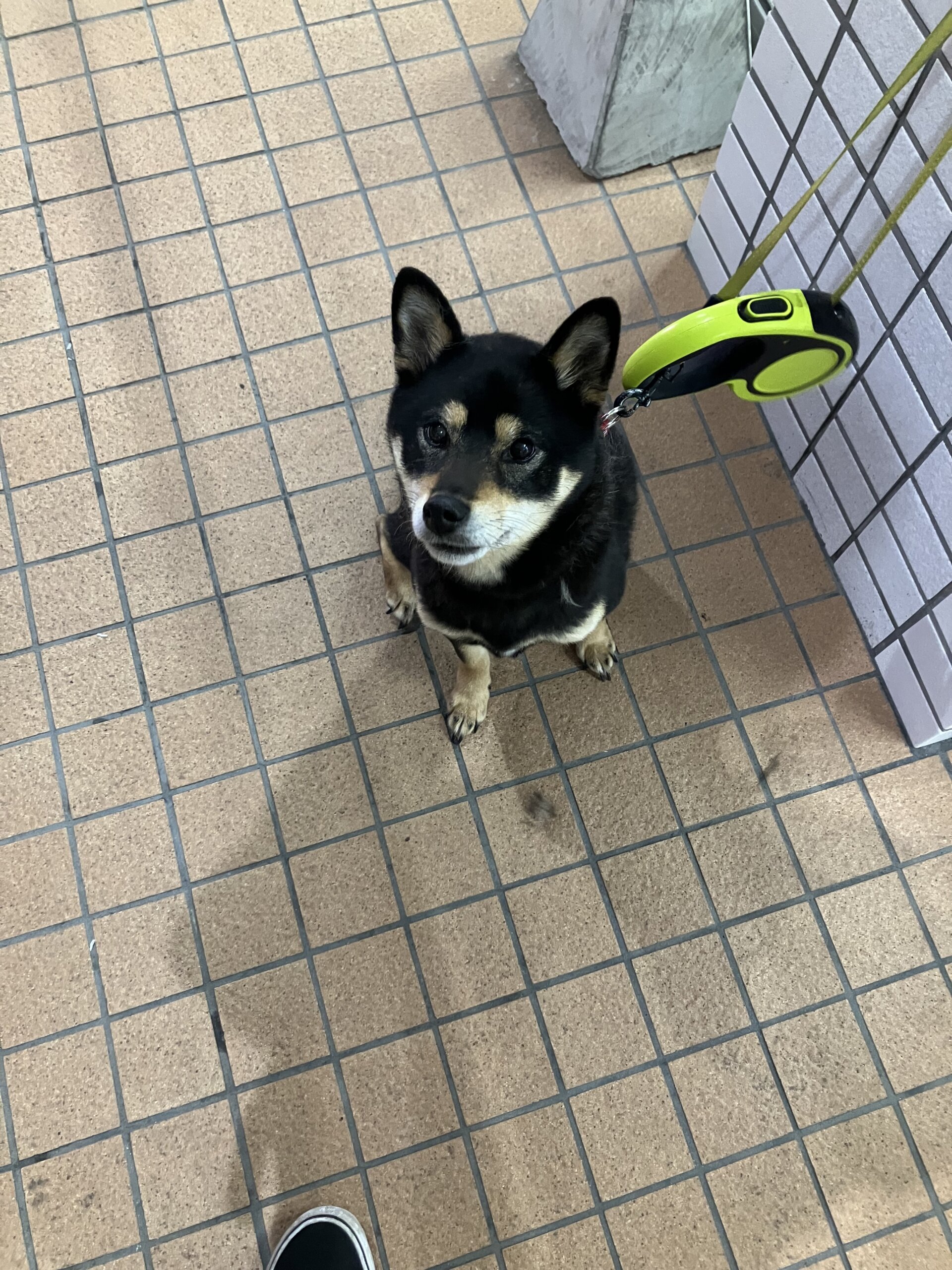 5歳柴犬(女の子)(30万支援金用意あり)