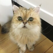 チンチラペルシャ　ゴールデン　女の子11歳