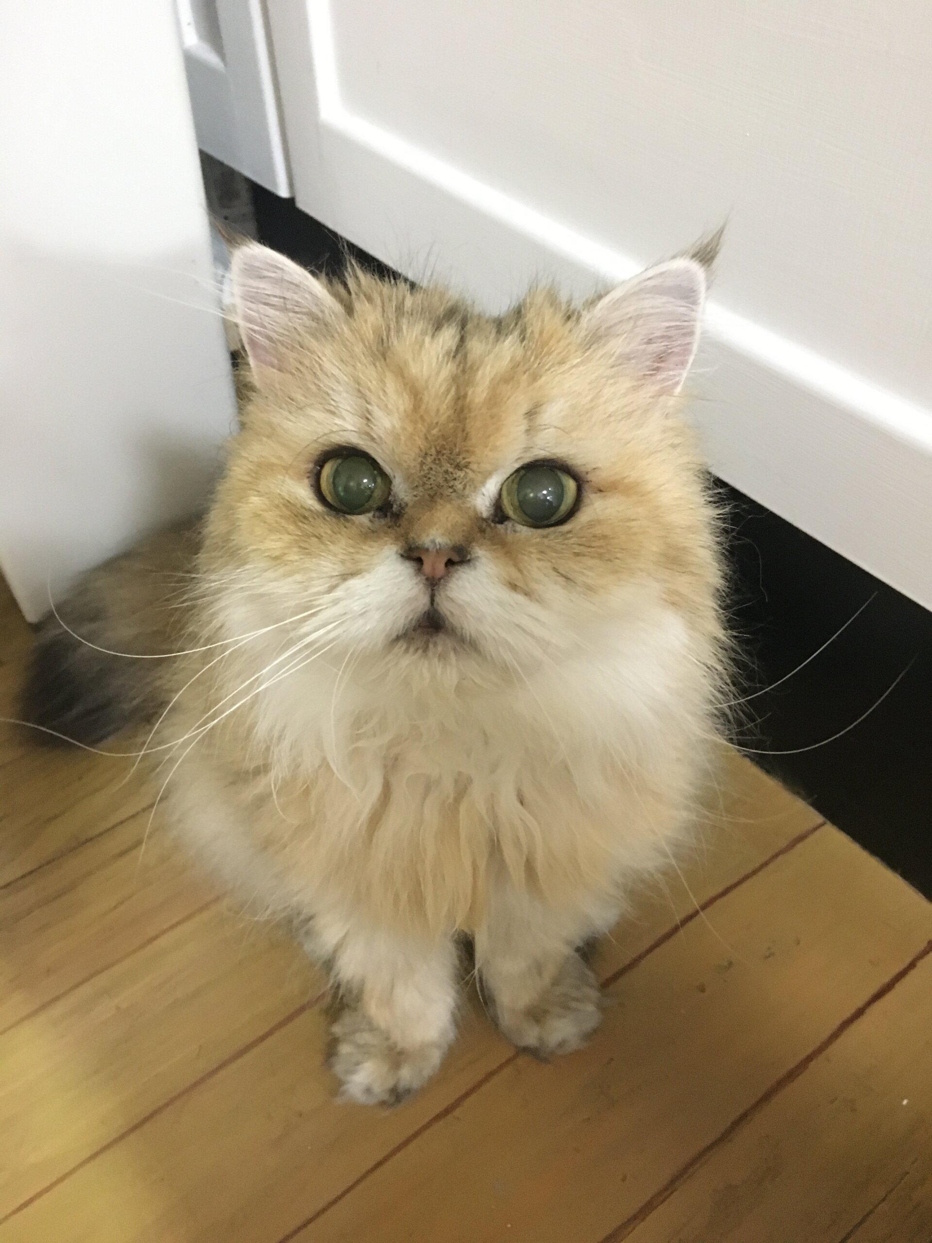 チンチラペルシャ　ゴールデン　女の子11歳