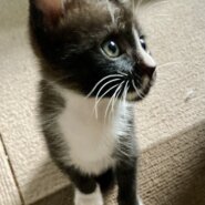 離乳終了の子猫（男の子）