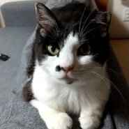 ハチワレ10ヶ月くらい子猫(女の子)