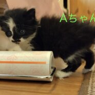 1ヶ月くらい子猫3匹(女の子)