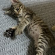 生後2ヶ月キジトラの女の子