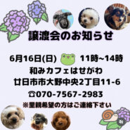 譲渡会開催