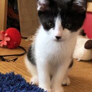 黒白ハチワレ　ツンデレ君