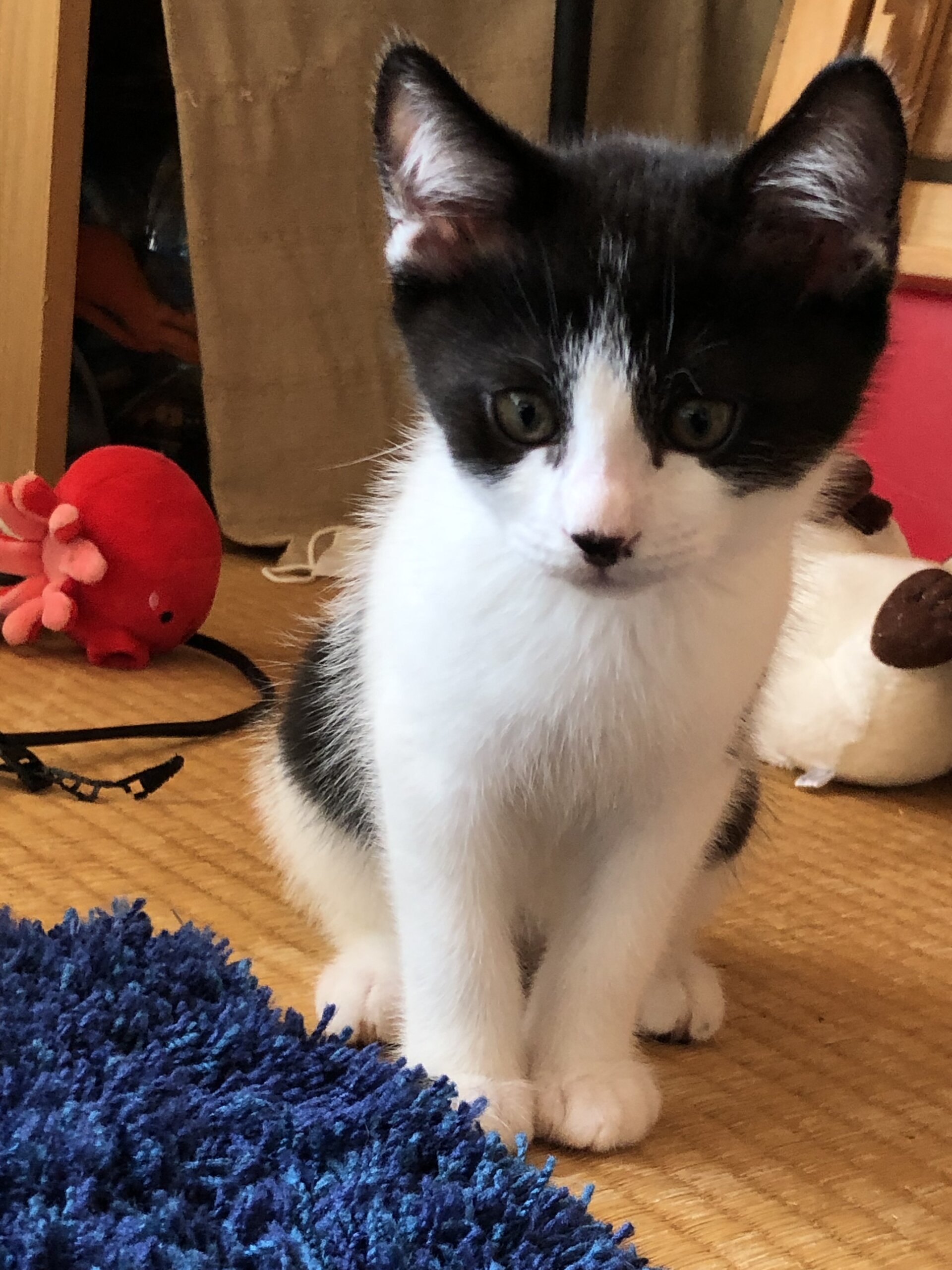 黒白ハチワレ　ツンデレ君