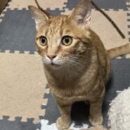 里親決定　甘えん坊な男の子　2歳