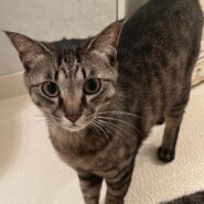 募集終了　スリゴロガール　2歳