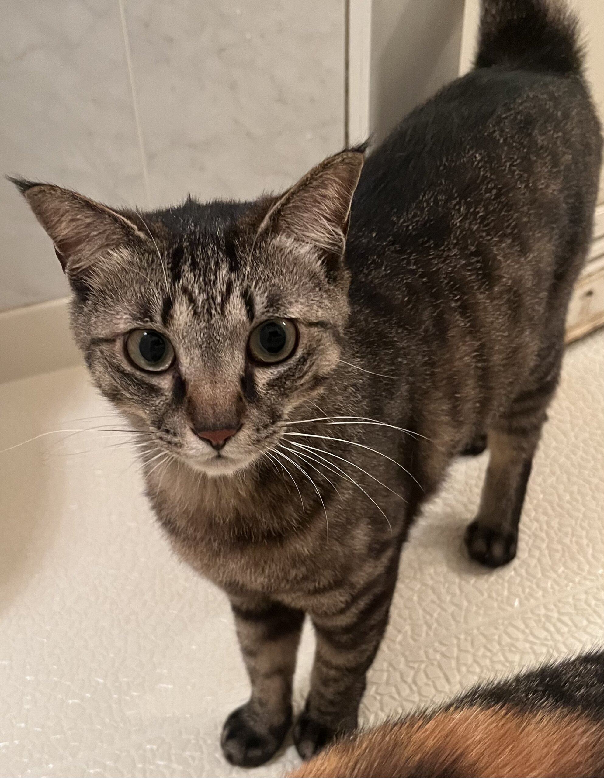 募集終了　スリゴロガール　2歳