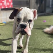 ボクサー女の子