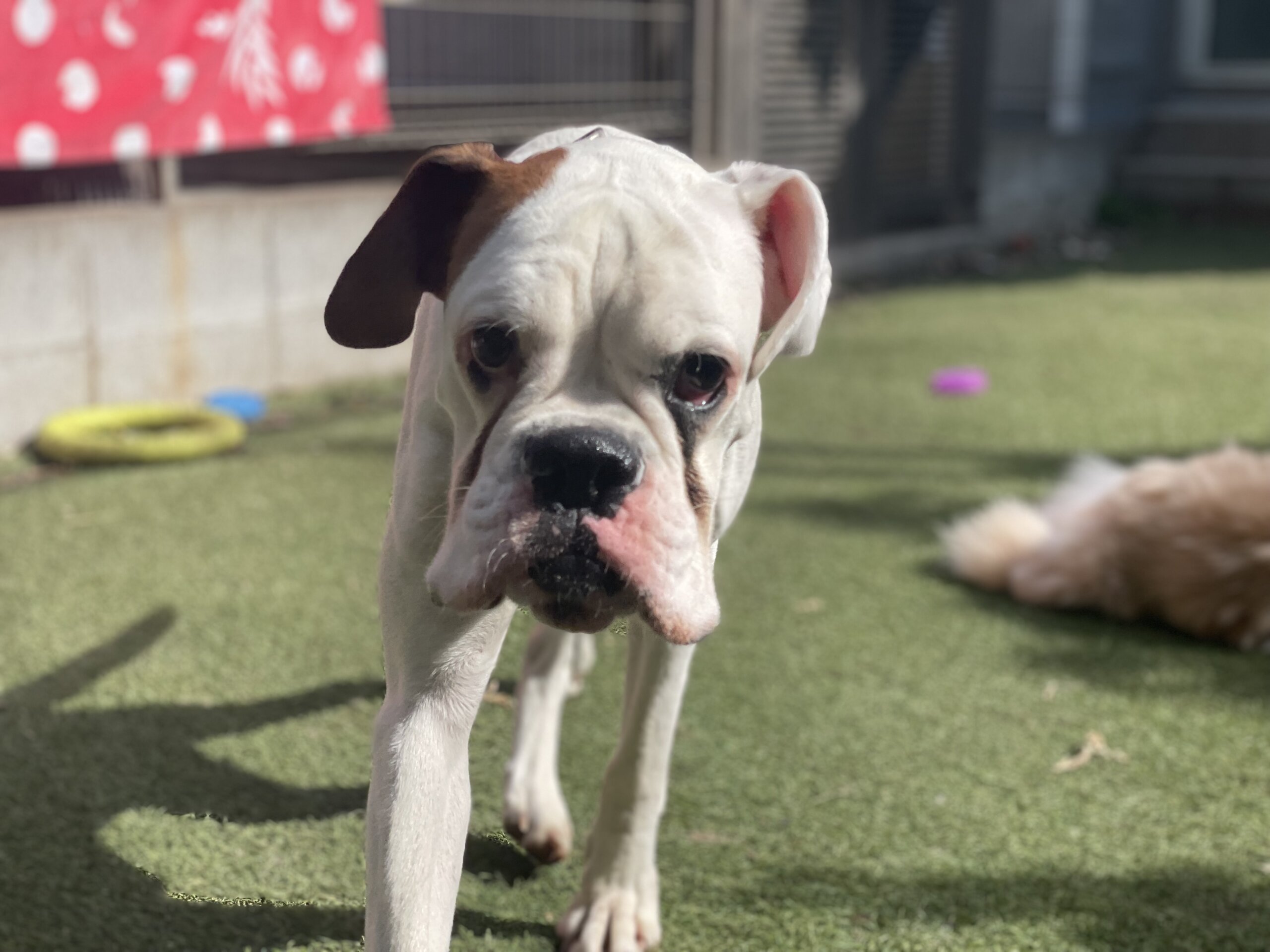 ボクサー女の子