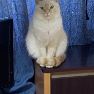 4歳と6歳の成猫