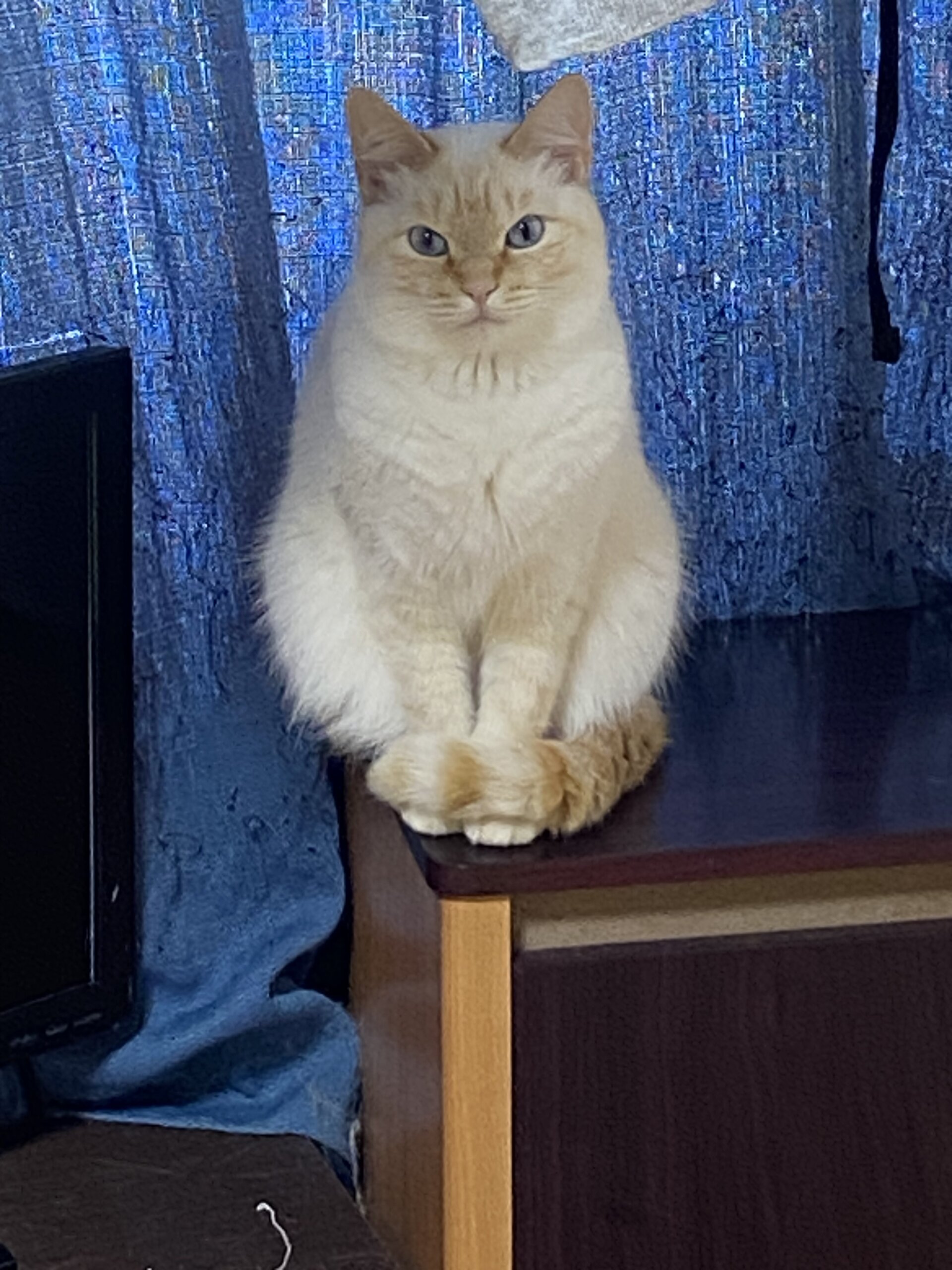 4歳と6歳の成猫