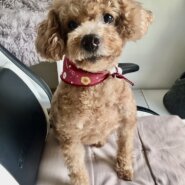 トイプードル女の子　12歳