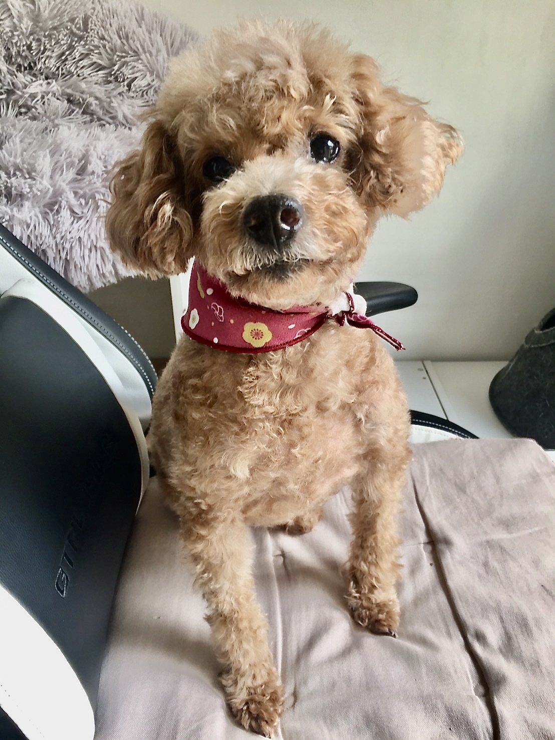 トイプードル女の子　12歳