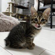 【譲渡決定】 るり：よく寝てよく食べる元気っ子！