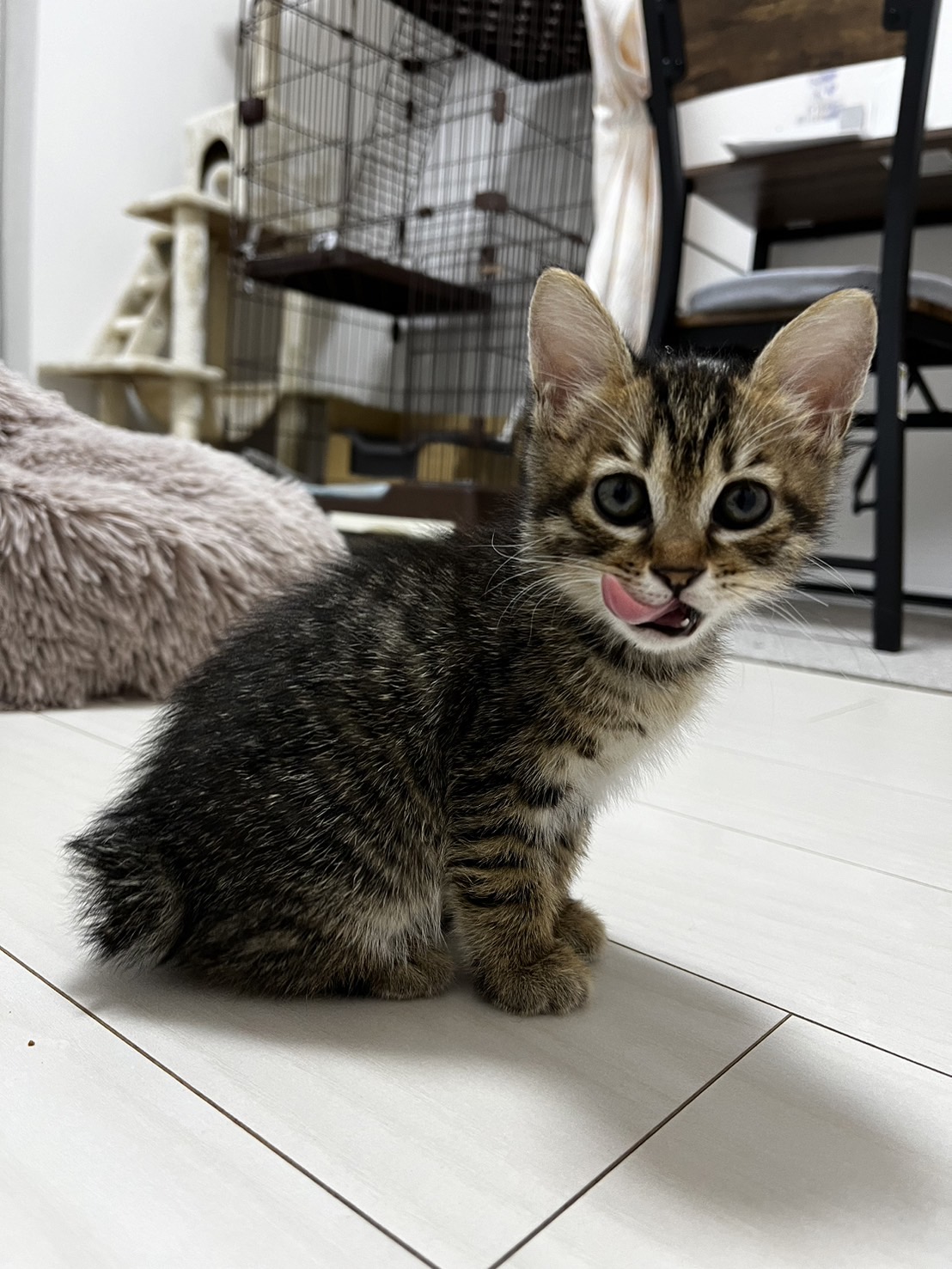 【譲渡決定】 るり：よく寝てよく食べる元気っ子！