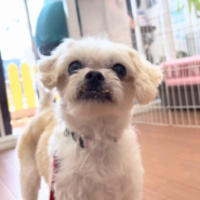 笑顔眩しい【メイちゃん】