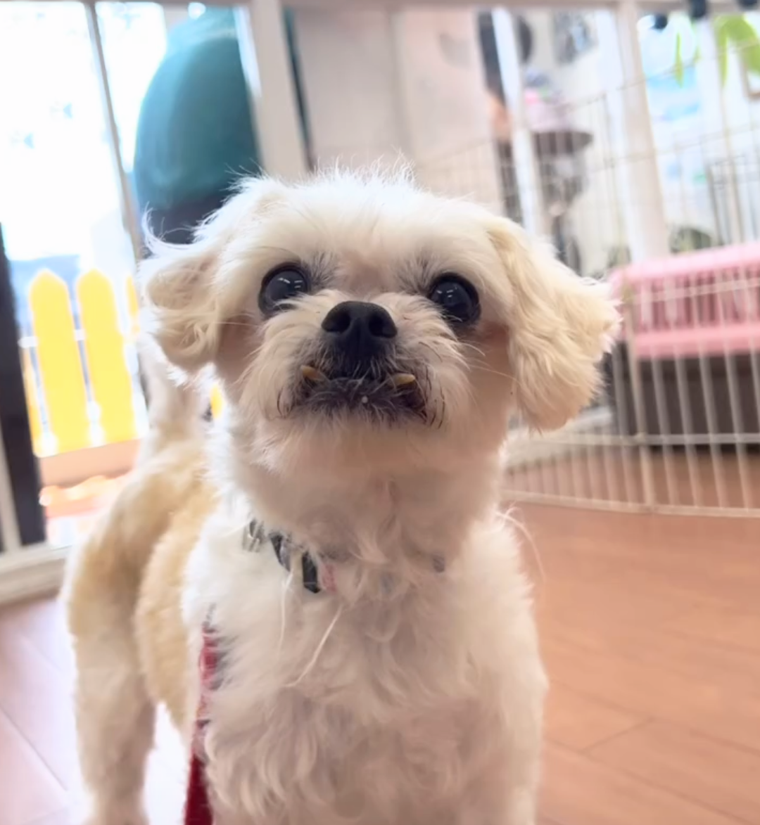 笑顔眩しい【メイちゃん】