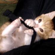 少し生意気で可愛い茶白ちゃん