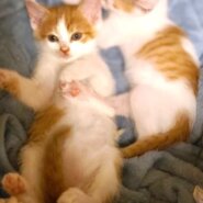 in春日井市☆子猫が沢山！保護猫をオウチに迎えよう☆2024年6月15日（土）～ 非営利団体「ちーむ にゃいんず」