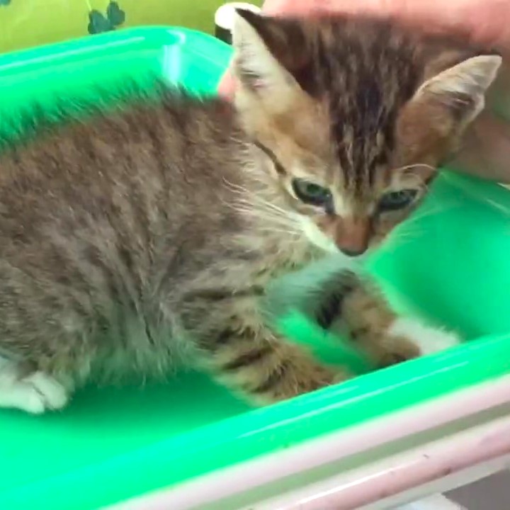 くるくる尻尾のキジトラくん