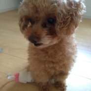 世界一いい子です