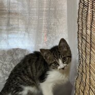 【譲渡決定】ぱすた：穏やかで優しい男の子