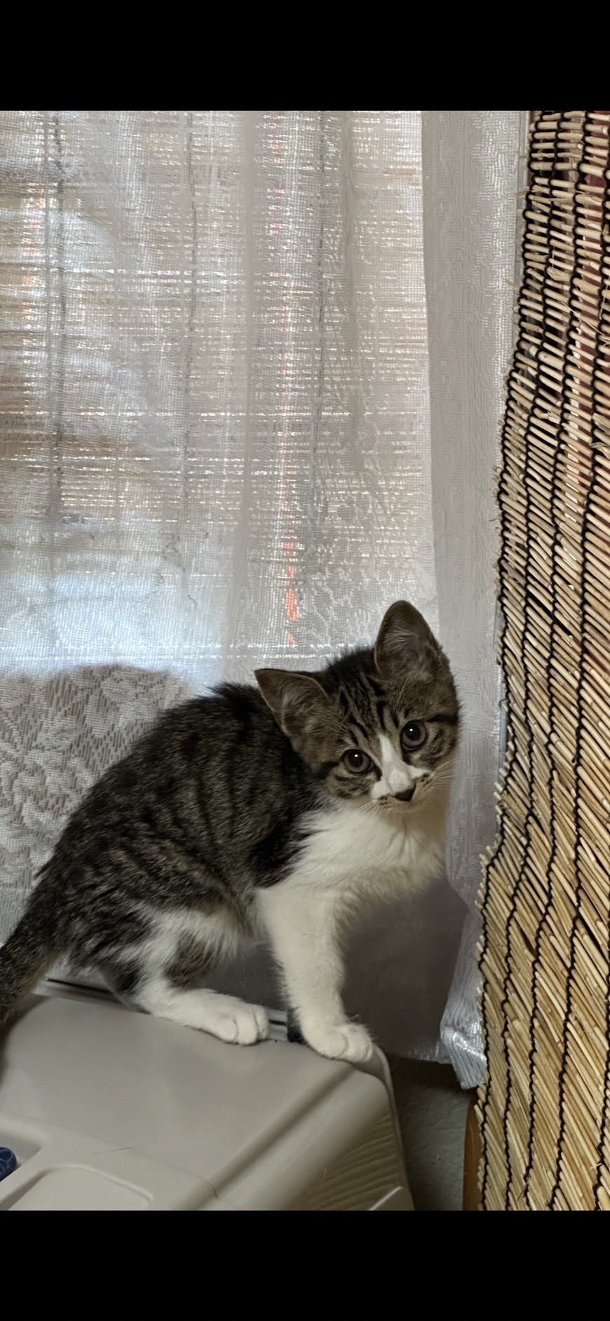 【譲渡決定】ぱすた：穏やかで優しい男の子