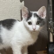 【譲渡決定】こなつ：好奇心旺盛なヤンチャ姫