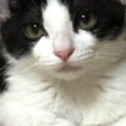 【譲渡決定】 すもも：元気でマイペース