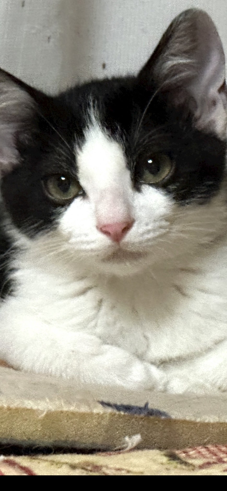 【譲渡決定】 すもも：元気でマイペース