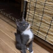 【譲渡決定】※6匹きょうだい※ たび：わんぱくくん