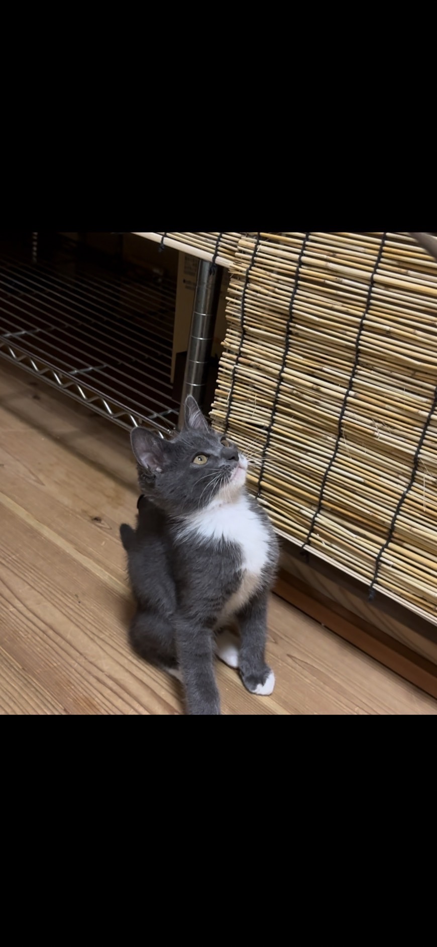 【譲渡決定】※6匹きょうだい※ たび：わんぱくくん