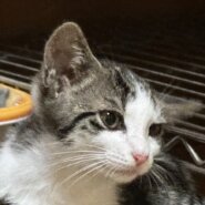 【譲渡決定】 まふ：小さいけど元気いっぱい