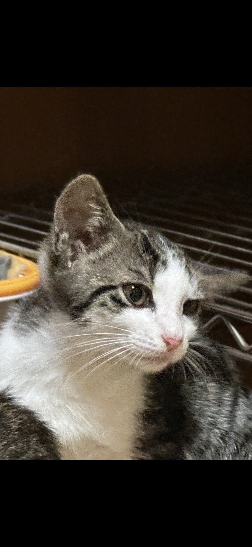 【譲渡決定】 まふ：小さいけど元気いっぱい