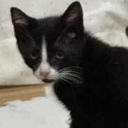 【譲渡決定】だいず：兄貴的な存在