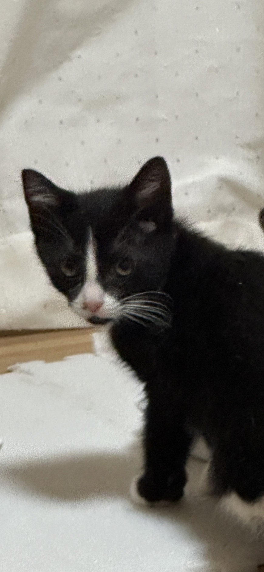 【譲渡決定】だいず：兄貴的な存在