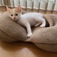 in江南市☆子猫たくさん！保護猫をオウチに迎えよう☆2024年7月28日（日）～ 非営利団体「ちーむ にゃいんず」