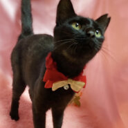 超甘えん坊！初対面で膝に乗る『クロちゃん』１歳