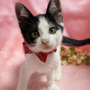 タレ目のハチワレ！初心者向き甘えん坊『ハチ君』