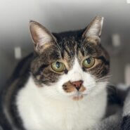 小顔ハチワレ白キジちゃん