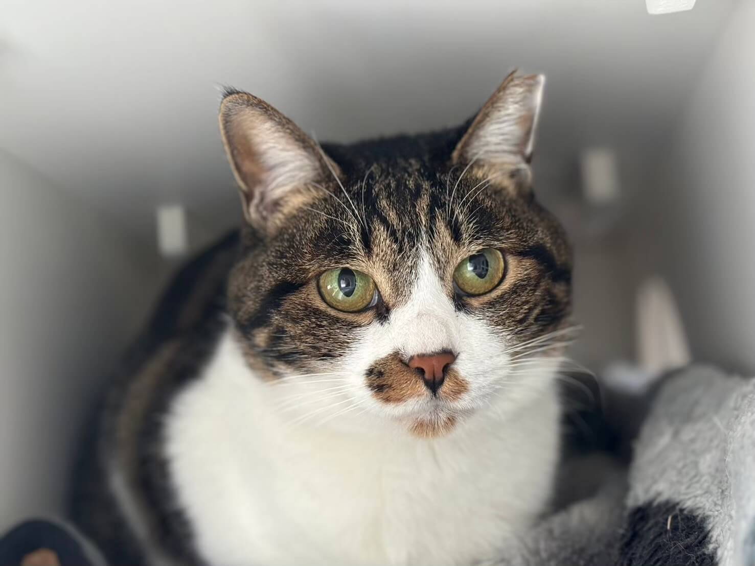 小顔ハチワレ白キジちゃん