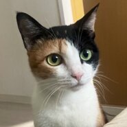 ツンデレな美形のお姫様